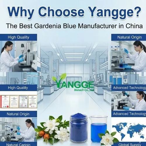 Why Choose Yangge The Best Gardenia Blue Manufacturer in China Why Choose Yangge The Best Gardenia Blue Manufacturer in China