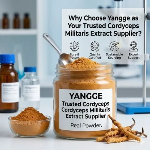 why choose yangge why choose yangge