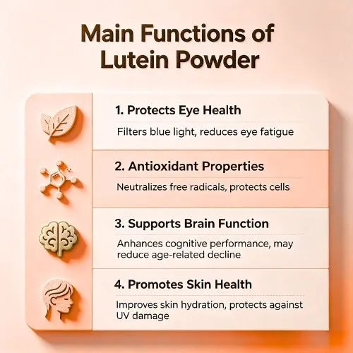 main function of lutein