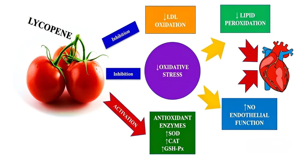 lycopene powder main function lycopene powder main function