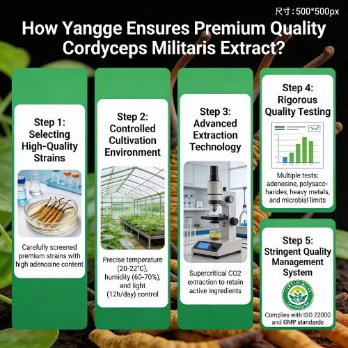 cordyceps powder comparison