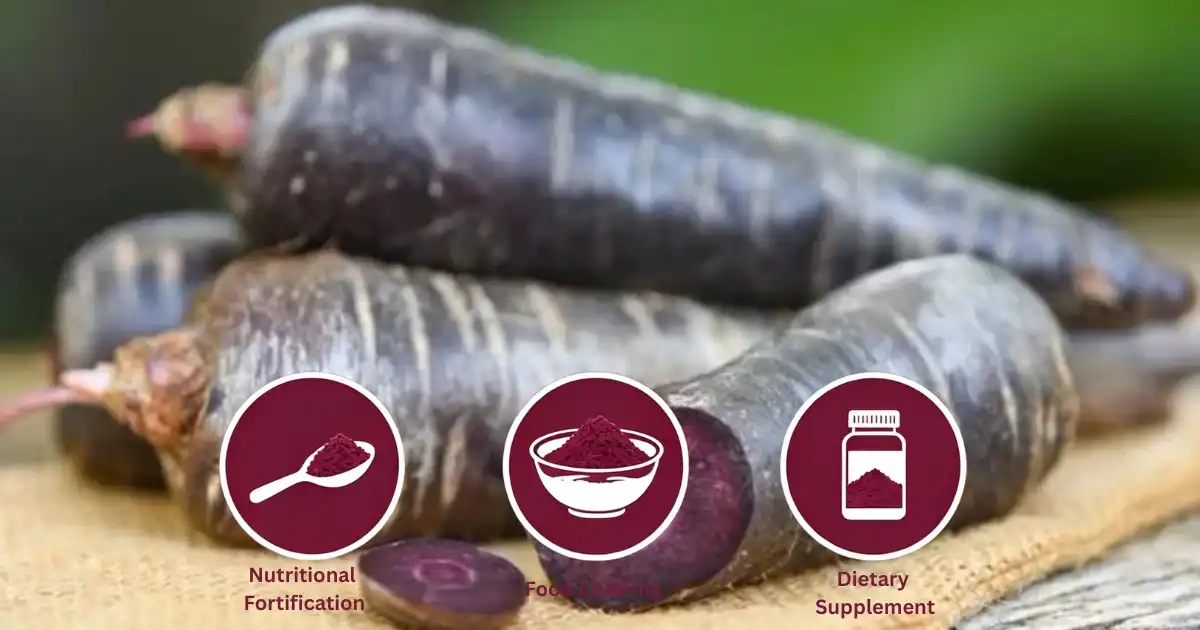 black carrot main functions