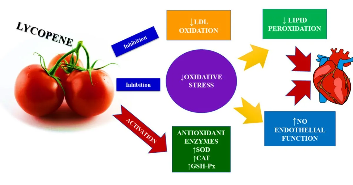 _Lycopene Powder benefits _Lycopene Powder benefits