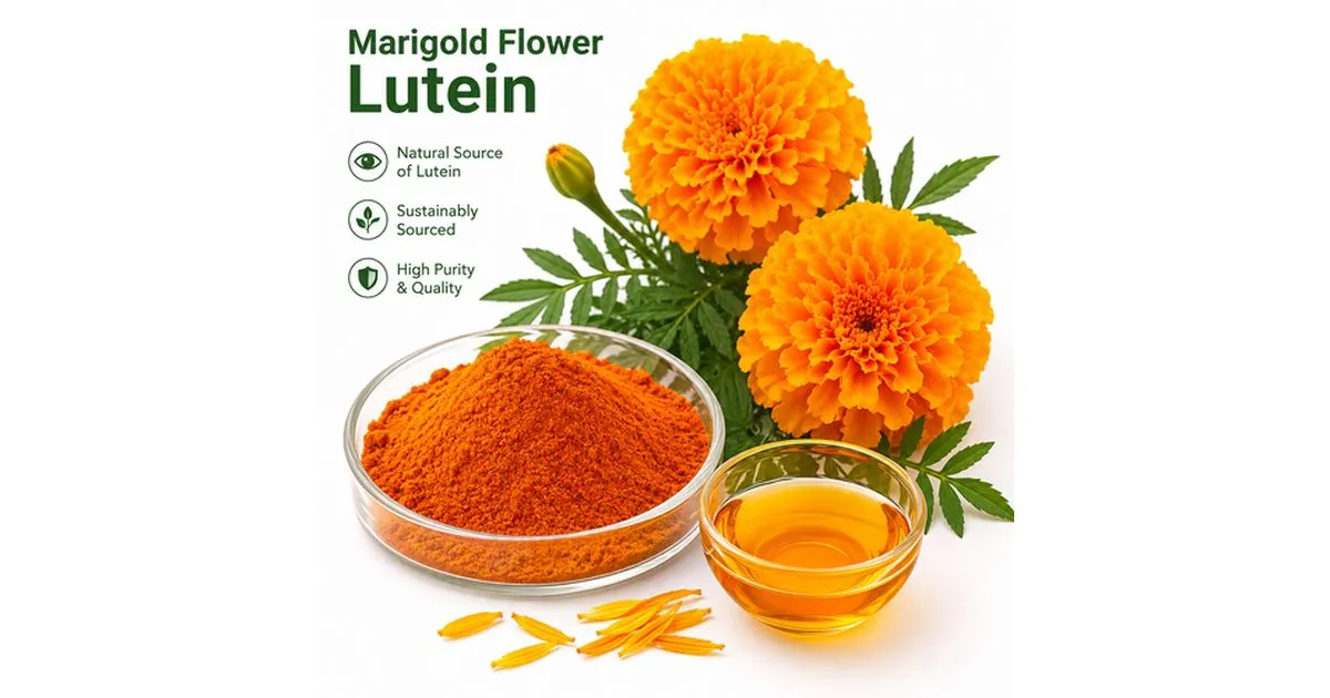 marigold flower lutein marigold flower lutein