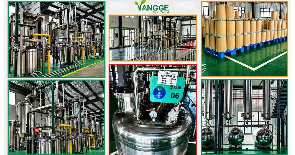 Factory yangge (1)