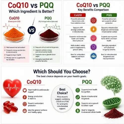 CoQ10 vs PQQ: Which Ingredient Is Better?
